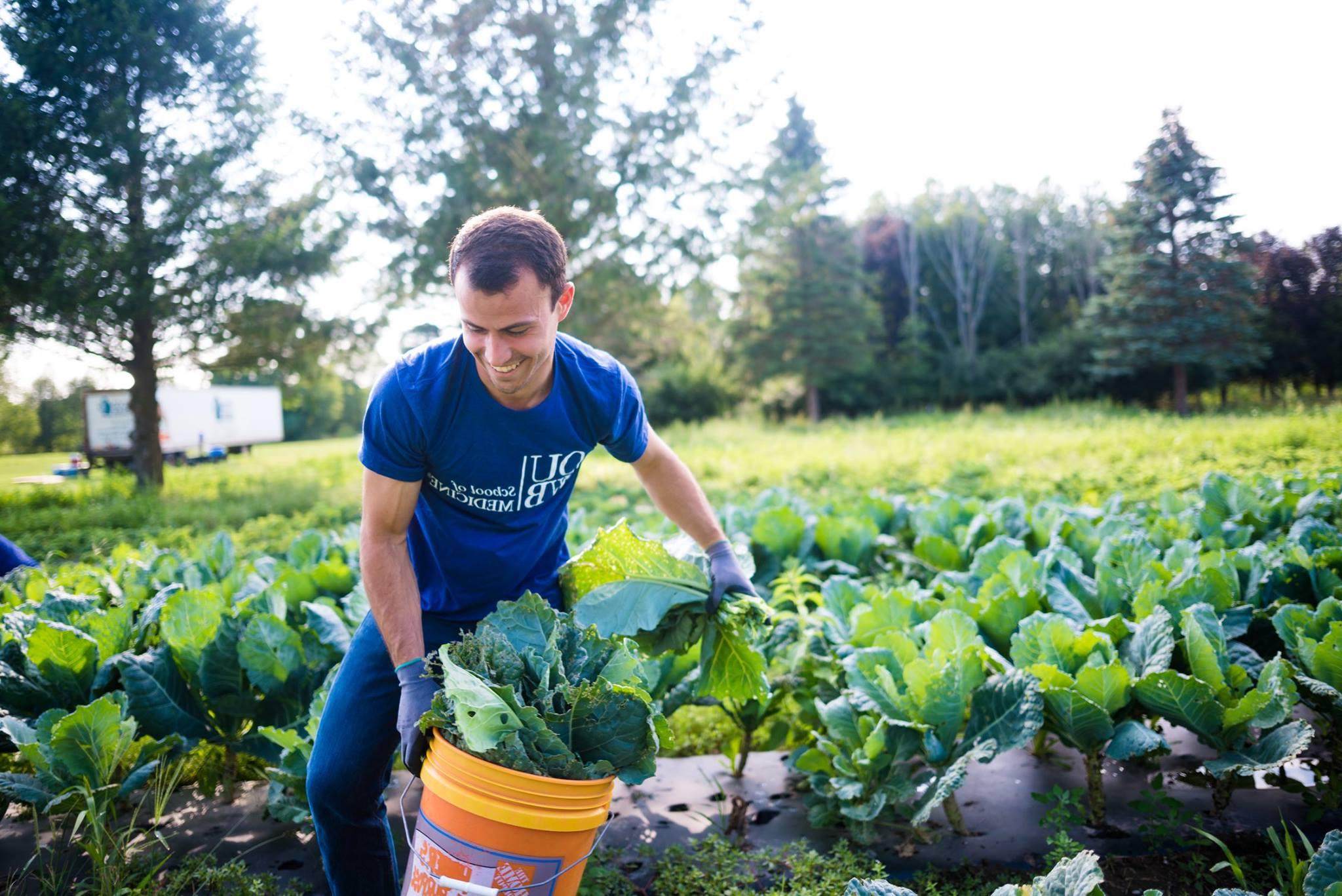 一位牛津大学的学生在“遗忘的收获”农场做志愿者. 他提着一桶青菜穿过田野.